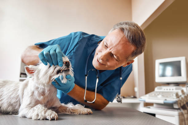 Best Root Canal Emergency Dentist  in Westerville, OH
